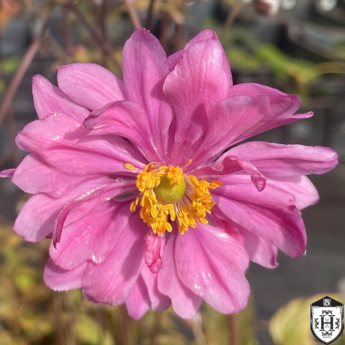 Anemone hupehensis 'Bressingham Glow' - Jaapani ülane 'Bressingham Glow' P9/0,55L